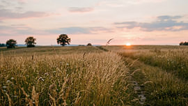 Gouden zonsondergang boven een weide van Markus Gann