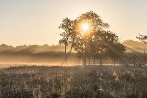 Erste Sonnenstrahlen des Tages auf der Bussumerheide