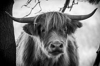 Schottischer Highlander: Mysteriöser Blick in Schwarz und Weiß