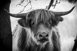 Scottish Highlander: Mysterious Gaze in Black and White