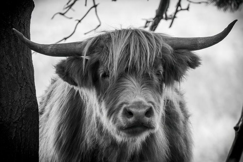 Schottischer Highlander: Mysteriöser Blick in Schwarz und Weiß von Franklin Driessen