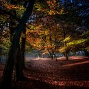 Fall colors von Ruud Peters Miniaturansicht