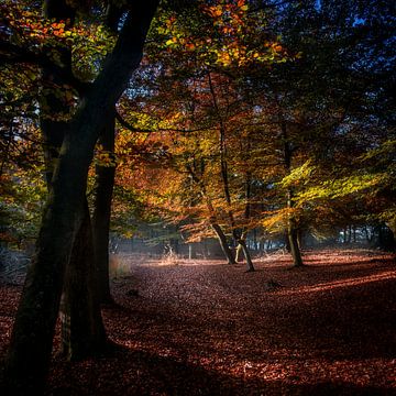 Fall colors sur Ruud Peters