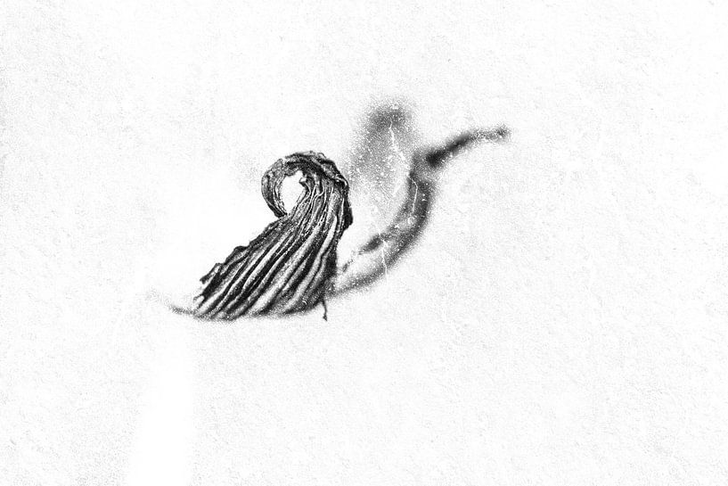 Patte de lapin en noir et blanc abstrait par Elles Rijsdijk