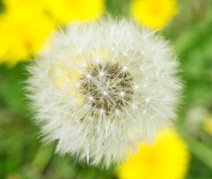 Weißer Löwenzahn Puffball mit Familie