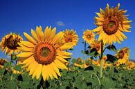 The Sunflowers van Cornelis (Cees) Cornelissen thumbnail