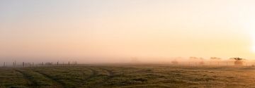 Panoramafoto mistige polder bij ochtendlicht van Percy's fotografie