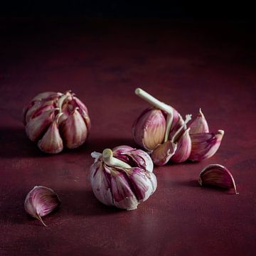 Still life, Garlic bulbs (Allium sativum) 1:1 with burgundy background by Oda Slofstra