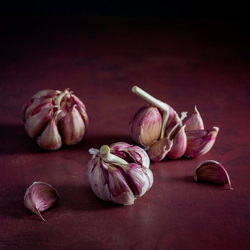 Still life, Garlic bulbs (Allium sativum) 1:1 with burgundy background by Oda Slofstra