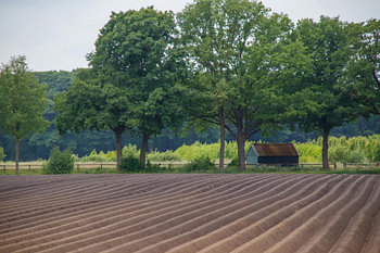 Ploughed field beneath trees in the Achterhoek region