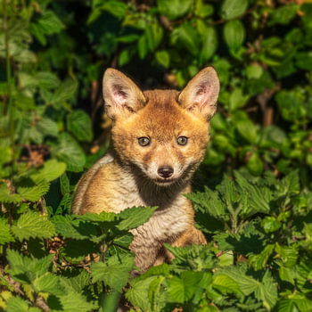 Un jeune renard jette un coup d'œil depuis les buissons.