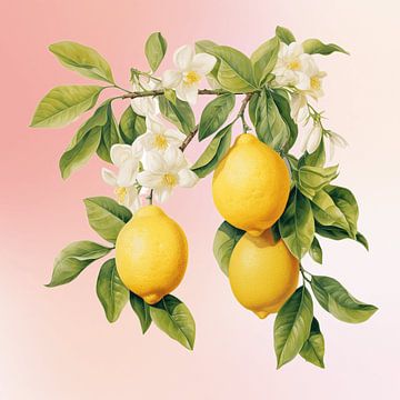 Fleurs de citronnier d'été sur Christian Ovís
