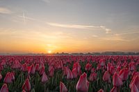 Champ de tulipes au coucher du soleil à Noordwijk
