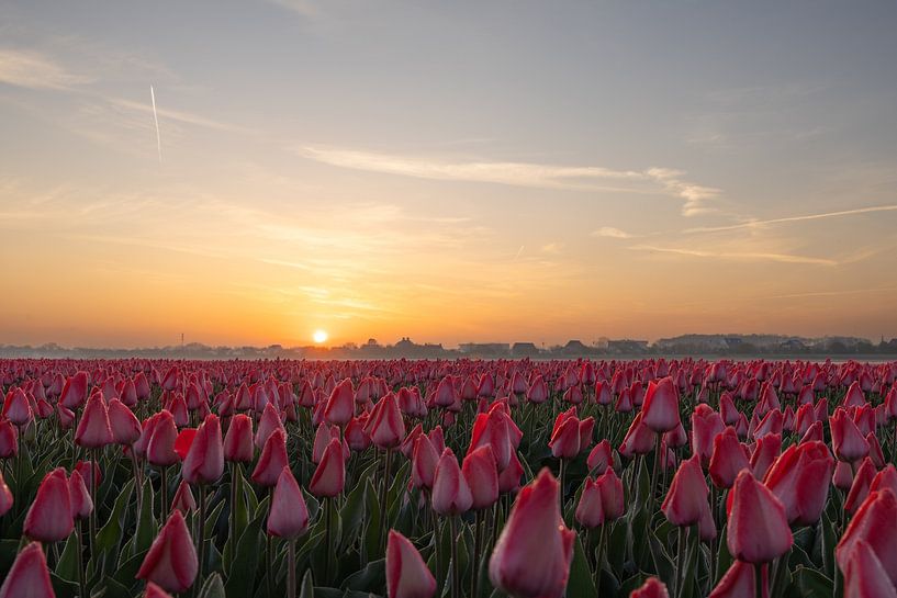 Tulpenfeld bei Sonnenuntergang in Noordwijk von Sander de Vries