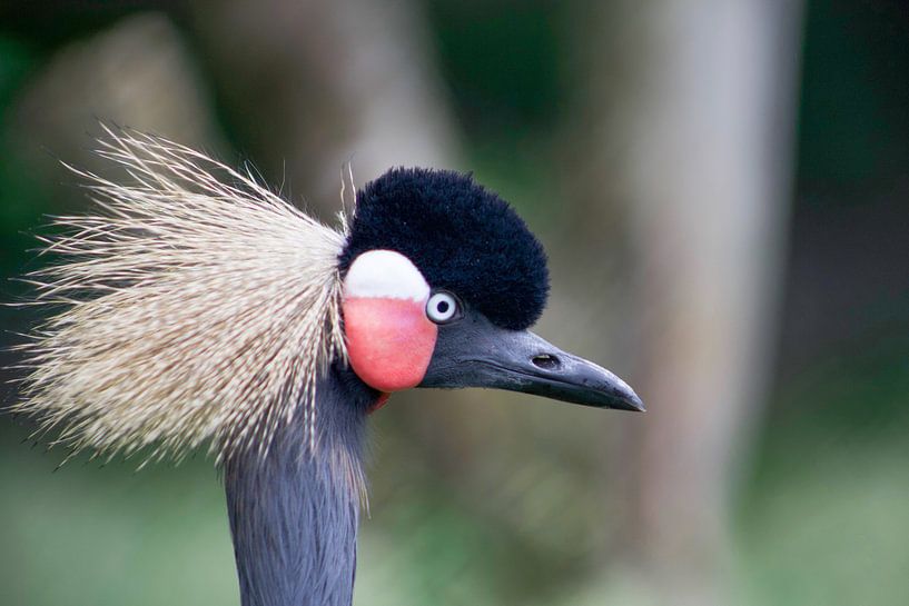 vogel by marijke servaes