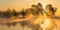 Sunrise during golden hour at Leersumse Veld | Utrechtse Heuvelrug