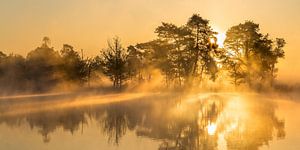 Sonnenaufgang zur goldenen Stunde im Leersumse Veld | Utrechtse Heuvelrug