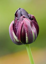 Paarse tulp macrofotografie