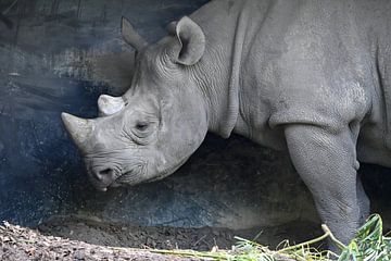 Neushoorn in Diergaarde Blijdorp van StudioMaria.nl