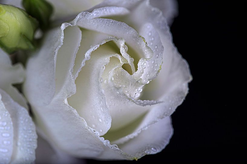 white rose on black background by Thomas Heitz