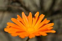 goudsbloem