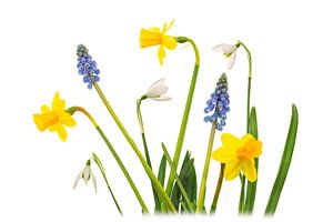 Printemps