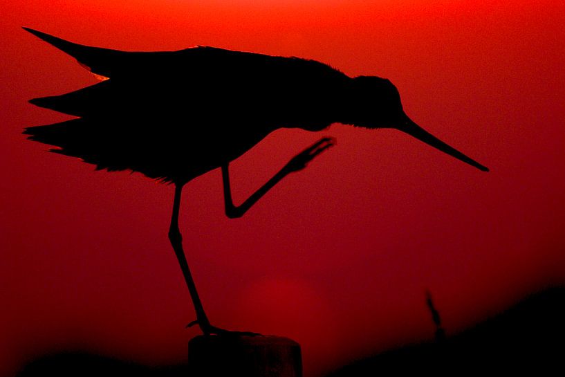 Barge à queue noire dans la lumière du soir par Wim Wilmers