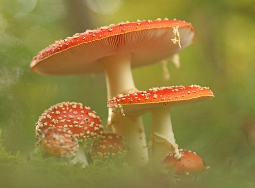 Rouge à points blancs