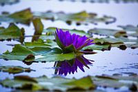 reflet d'un nénuphar, reflet d'un nénuphar