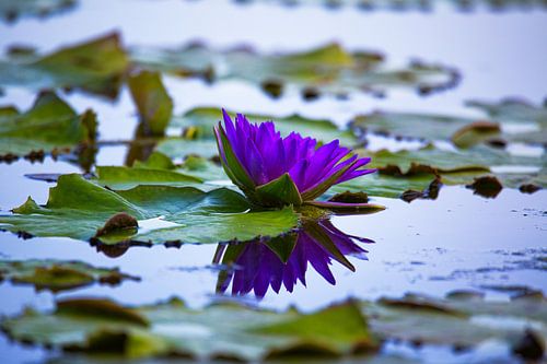 reflectie van een waterlelie, reflectie van een waterlelie