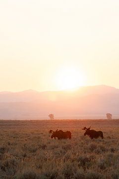 Lever de soleil avec un élan dans le parc national de Grand Teton (USA) sur Get Framed Photography