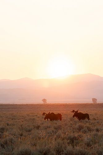 Sunrise with Moose in Grand Teton National Park (USA) van Get Framed Photography