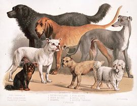 Carnivora: Familie der Hunde (1874) – Historische wissenschaftliche Illustration von Timeless Artworks