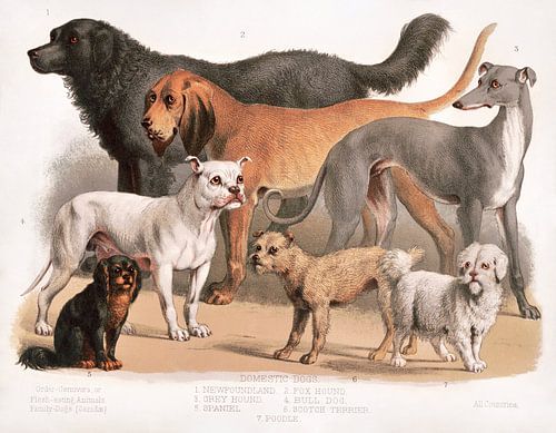 Carnivora: Familie der Hunde (1874) – Historische wissenschaftliche Illustration