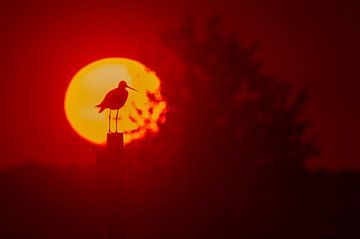 Black-tailed godwit on a pole at sunset by Marcel van Kammen