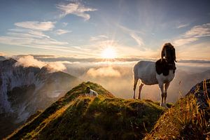 Schafe auf einem Berggipfel von Olha Rohulya