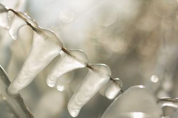 Des glaçons par une froide journée d'hiver