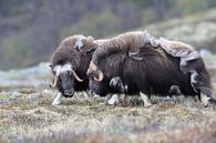 Muskusos in Dovrefjell nationaal park, in de natuurlijke habitat, Noorwegen van Frank Fichtmüller thumbnail