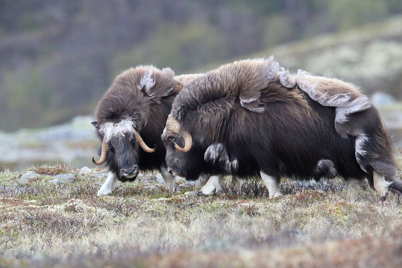 Muskusos in Dovrefjell nationaal park, in de natuurlijke habitat, Noorwegen van Frank Fichtmüller