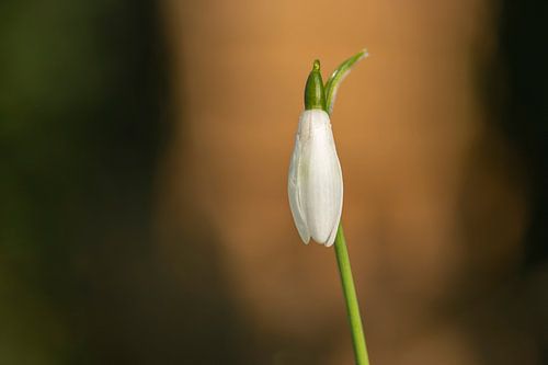 Schneeglöckchen im Abendlicht