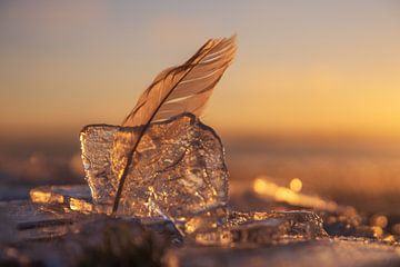 Feather light in the ice by Tanja Riedel