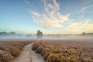 Morning mood in the Westruper Heide