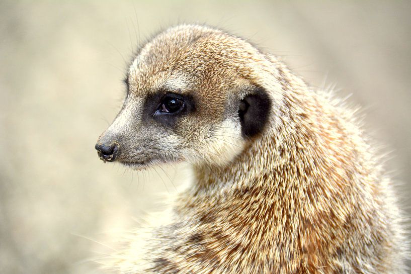 Erdmännchen by Wiltrud Schwantz