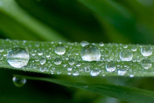 Regendruppels op een grasspriet
