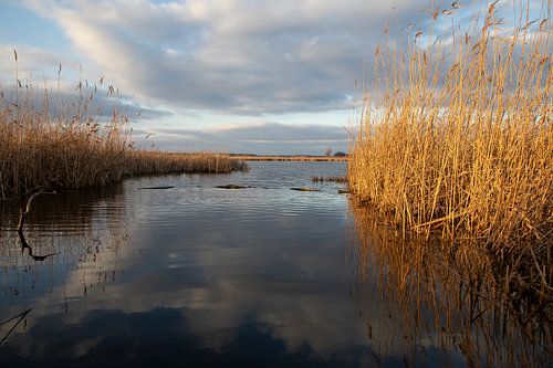 Landscape with Reed