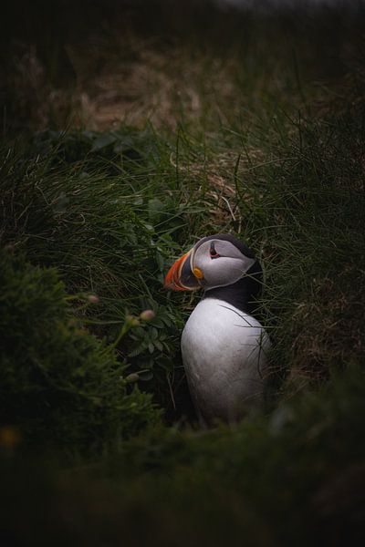 Macareux moine dans sa cachette par Nina Robin Photography