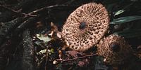 Herfst paddestoel van Yoni van Haarlem thumbnail