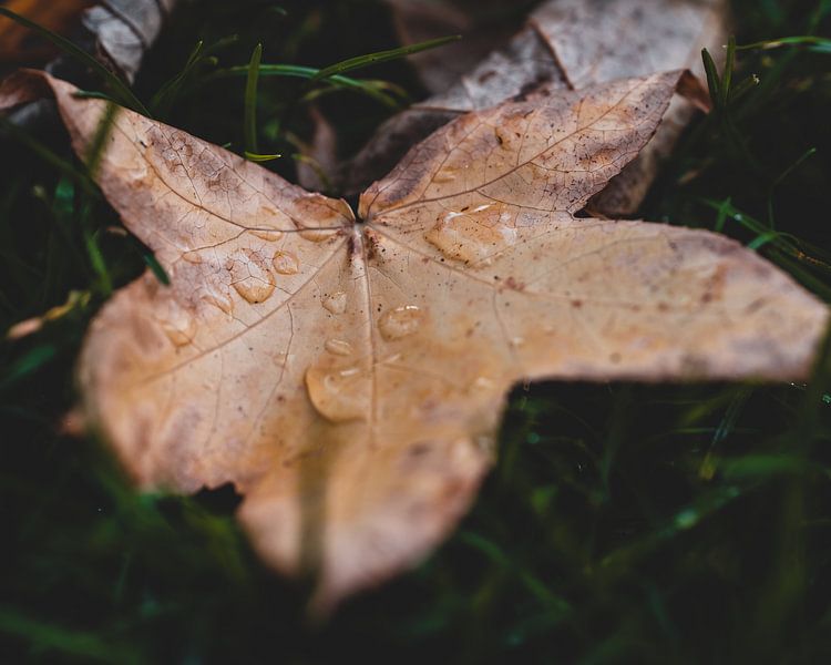 Autumn leaf with water drops by Pim Haring