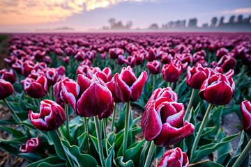 Champ de tulipes avec un beau ciel au lever du soleil sur Peter de Jong