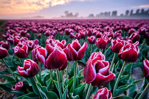 Tulip field with beautiful sky at sunrise